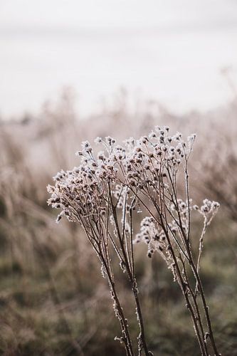 Winterse bloemen in veld met laagstaande zon | Landschapsfotografie, Strijbeek, Breda