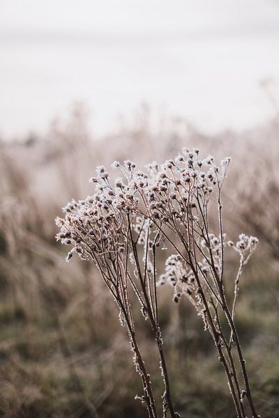 Winterse bloemen in veld met laagstaande zon | Landschapsfotografie, Strijbeek, Breda van Merlijn Arina Photography