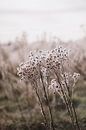 Winterblumen im Feld bei tief stehender Sonne | Landschaftsfotografie, Strijbeek, Breda von Merlijn Arina Photography Miniaturansicht