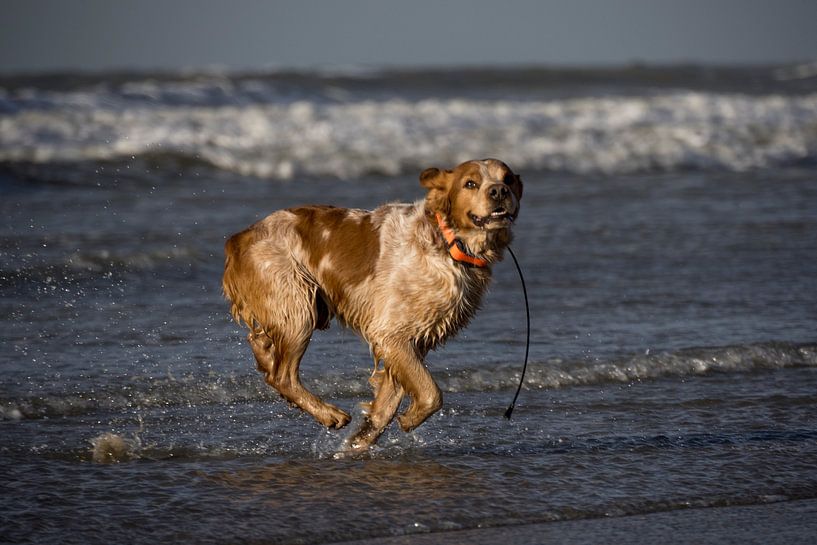 Wasserspaß in Wijk aan Zee von Liesbeth Vogelzang