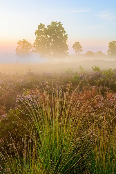 Sunrise over a heather landscape by Sjoerd van der Wal Photography