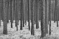 a forest