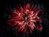 Black dahlia
