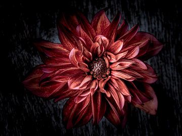 Dahlia noir sur Christl Deckx