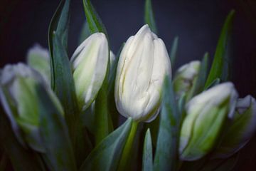 Tulpen van Consala van  der Griend