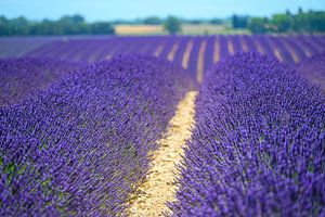 Blühender Lavendel in der Provence an einem Sommertag