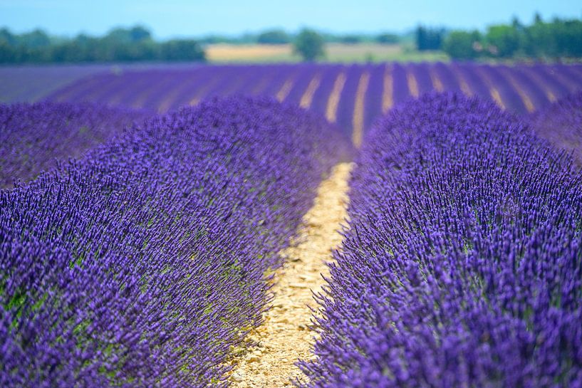 Lavender blossoming in the Provence during a summer day by Sjoerd van der Wal Photography