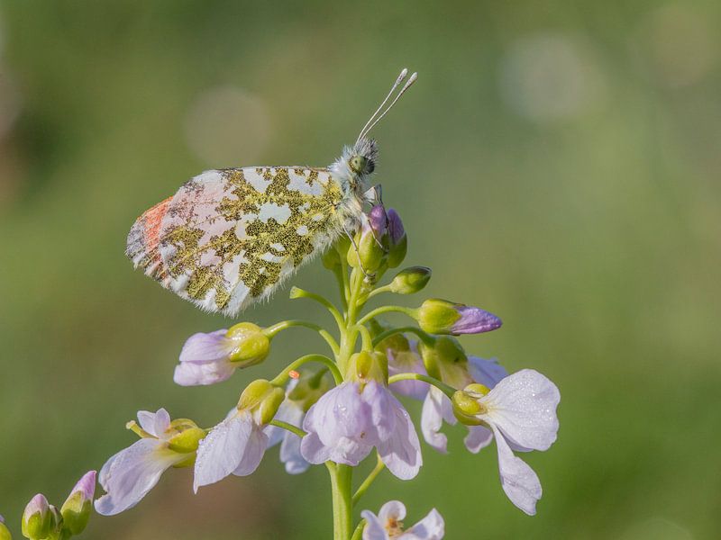 Oranjetipje by Robert Westerhof