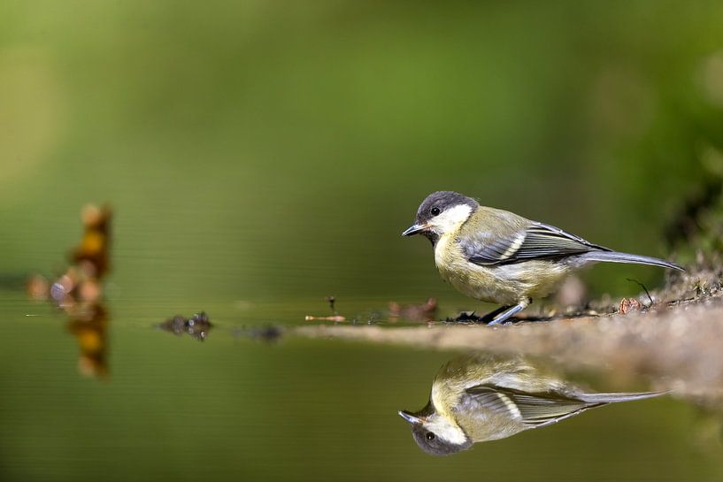 Great Tit by Apple Brenner
