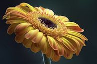 Gerbera von Bob Meijwaard Miniaturansicht