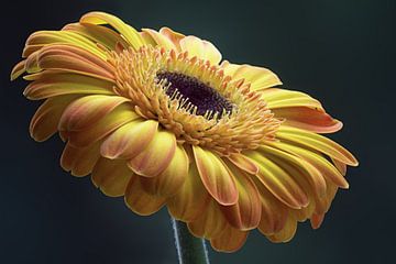 Gerbera von Bob Meijwaard