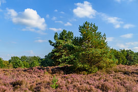Lever de soleil sur un paysage de landes lors d'une belle matinée d'été