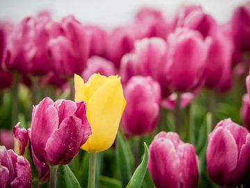 Yellow tulip with purple