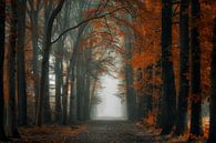 Extreme Autumn von Martin Podt Miniaturansicht
