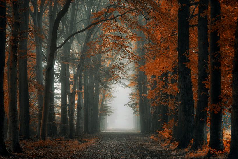 Extreme Autumn van Martin Podt