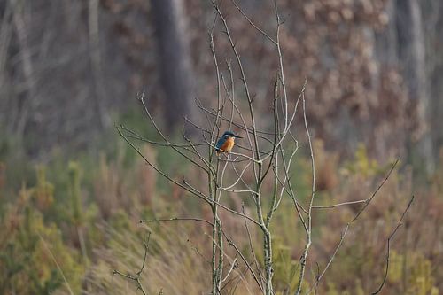 Ijsvogel van Hovers photography