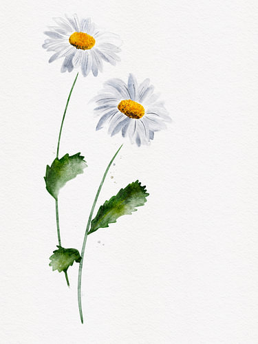Margeriten von AnkieArt