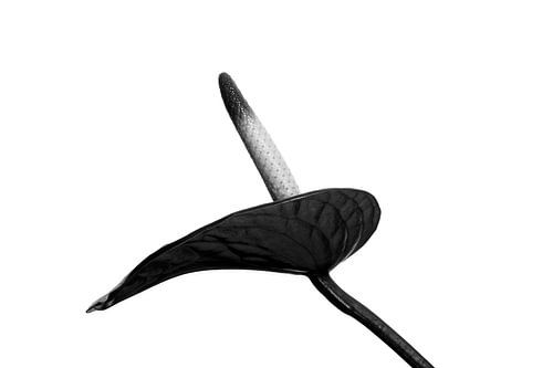 Straight Up Black & White