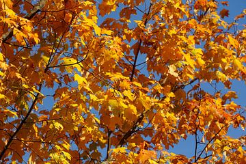 Esdoorn (Acer ), goudgeel herfstblad