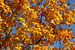 Ahorn (Acer ), Golgelbes Herbstlaub von Torsten Krüger