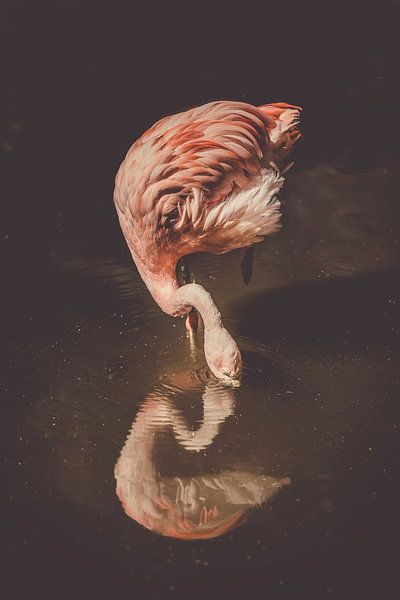 Flamingo von Corinne Jansen-Vulders