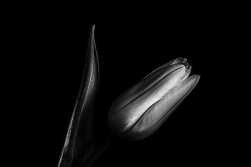 Noble tulipe en noir et blanc sur Angelika Beuck