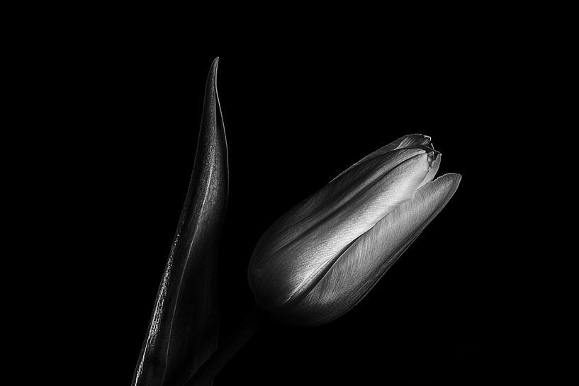 Edle Tulpe in schwarz-weiß von Angelika Beuck