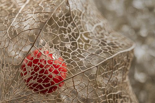 Abstractie: De gouden structuur beschermt de oranje bes