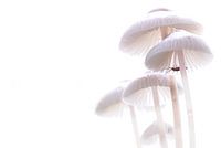 Mycena's in tegenlicht