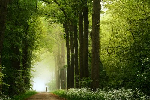 Rennen naar het licht