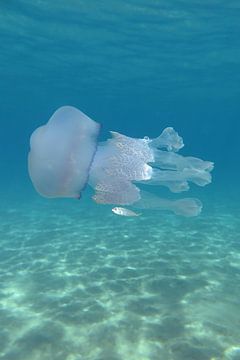 Jellyfish sur Daniëlle van der meule