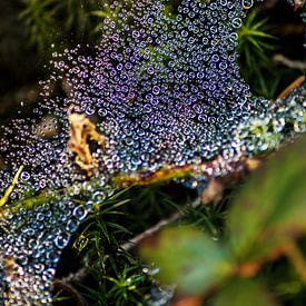 Dew drops in the spider's web by lichtfuchs.fotografie