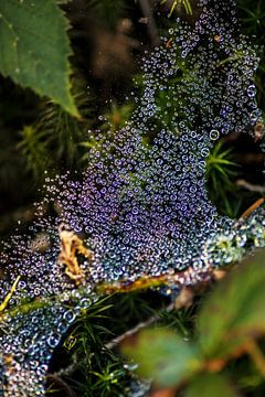 Dew drops in the spider's web by lichtfuchs.fotografie