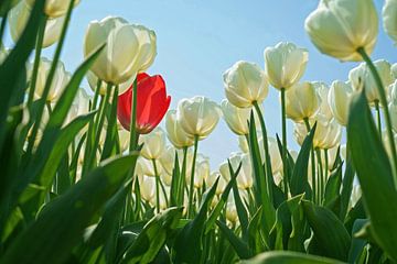 Bollenveld met witte tulpen en slechts één rode ertussen. van Gert van Santen