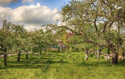 Staphorst -  Voorjaar