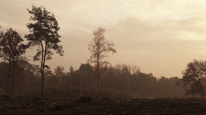 Forest full of fog by Esmée Kiezebrink