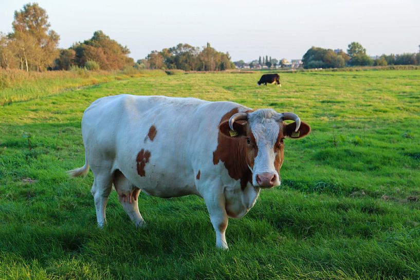 Zäher Stier von Wouter van den Broek