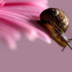 presque en train de tomber sur judith senders