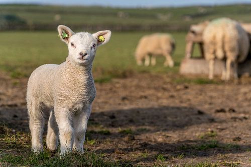Mag ik op de foto ? - Texel lammetje