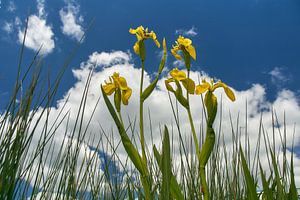 Lis jaune