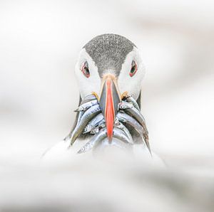 LP 71319063 Puffin with fish by BeeldigBeeld Food & Lifestyle