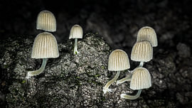 Lampenschirme im Wald