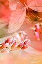 ROSE SPANGLES no5-Butterfly von Pia Schneider Miniaturansicht