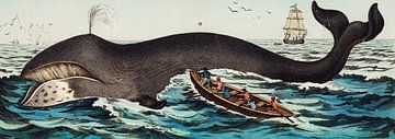 Eine Lithographie des Grönlandwals von Fish and Wildlife