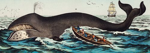 A lithograph of the bowhead whale