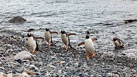 The gentoo penguins of Antarctica by Roland Brack