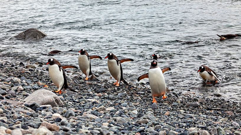 Die Eselspinguine der Antarktis von Roland Brack
