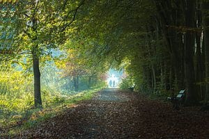 Belle journée dans la forêt