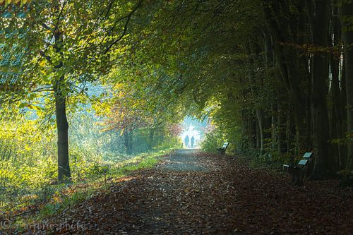 Beautiful day in the forest