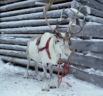 Reindeer in the snow by Birgitte Bergman